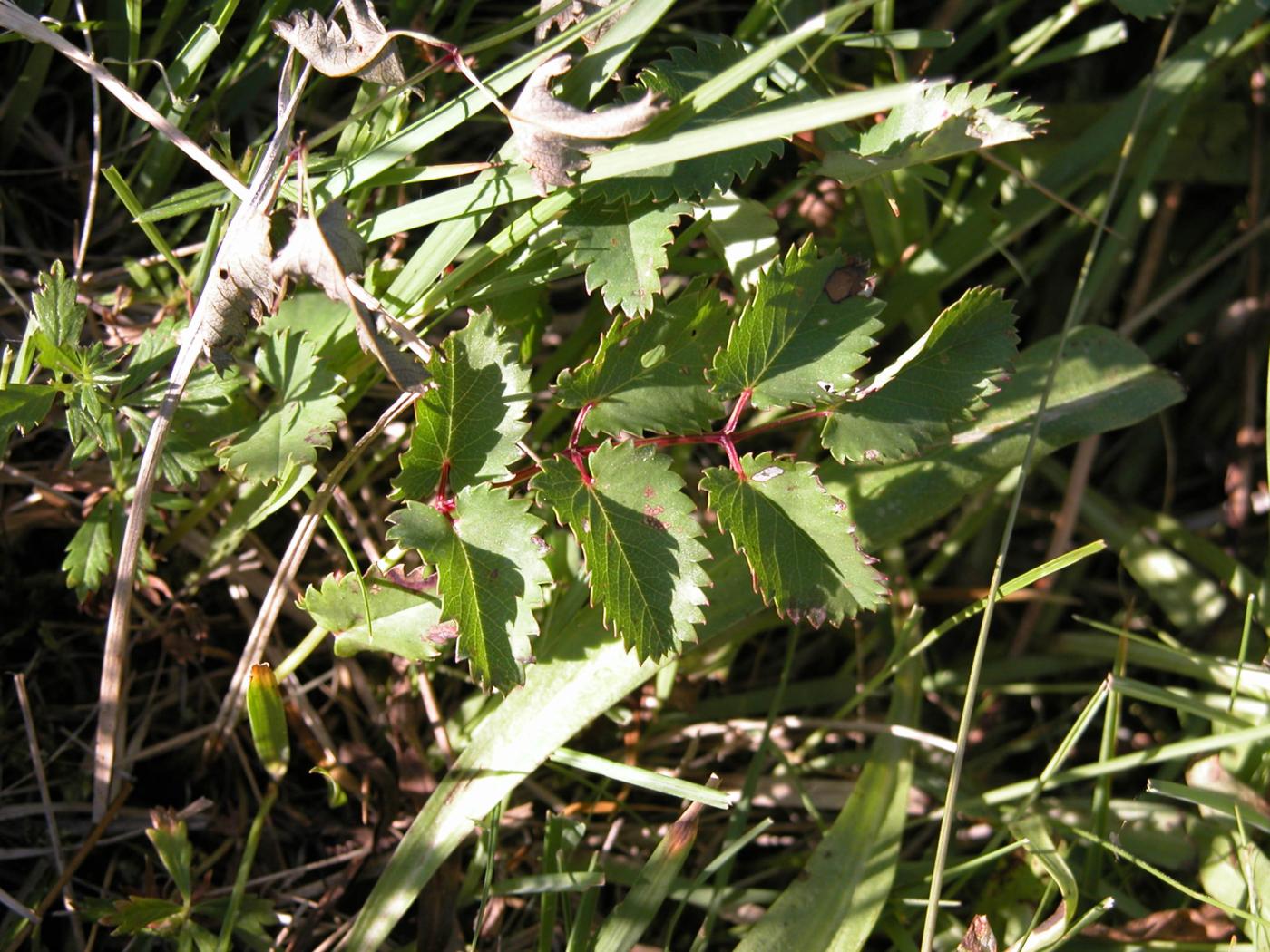 Burnet, Great leaf